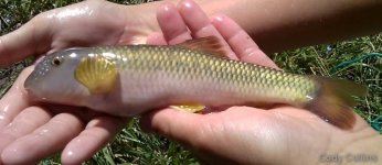 River Chub.jpg
