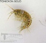 tohickon scud.jpg