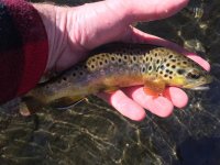 wildbrown2.jpg