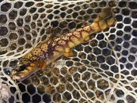 dryfly.jpg