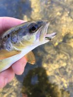 sparkle caddis pupa.jpg