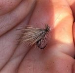 Caddisfly.jpg