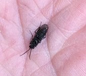 Stonefly_March017EDIT.jpg