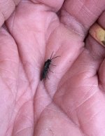 Stonefly3_17EDIT.jpg