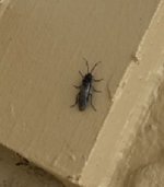 StoneflyMar017BEdit.jpg