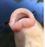 suckers.JPG