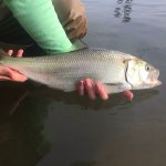 IMG_20170429_160144_346.jpg