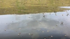flys.jpg