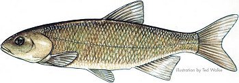 fallfish.jpg