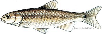 creek chub.jpg