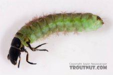 Dark Blue Sedge Larva.jpg