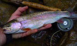 Rainbow Trout, Meadow Run, PA, 2017~.jpg