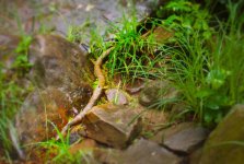 Snake , Meadow Run, Ohiopyle, PA~.jpg