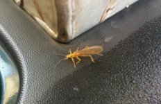 Yellow Sally 2.JPG