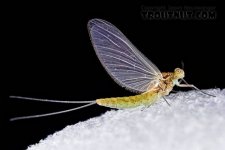 mayfly.jpg