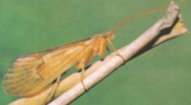 caddisfly.jpg
