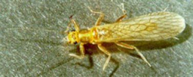 stonefly.jpg