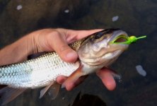 Fallfish.jpg