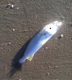 weakfish.jpg