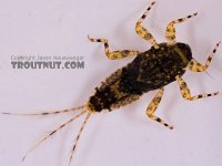 hendrickson nymph.jpg