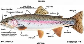 rainbow trout-web.jpg