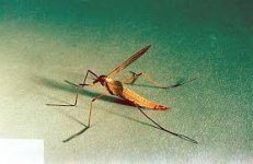 Long-legged Sulphers.jpg