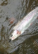 rainbow-resized 2.jpg