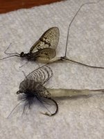 Penns Ck fly with someone's huge pattern.JPG