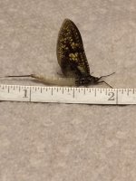 Kettle Ck Coffin Fly.JPG