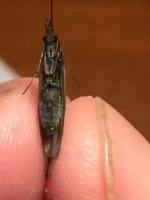 A Dark Sedge (Belly).JPG