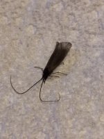 A Dark Sedge.JPG