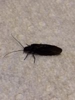 Black Caddis.JPG