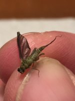 BWO (Belly).JPG