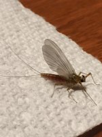 Quill Gordon or Pale Evening Dun (2).JPG