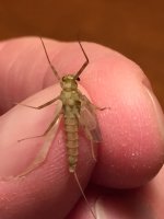 Quill Gordon or Pale Evening Dun (Belly).JPG