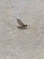Small BWO.JPG
