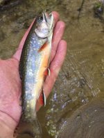 Brookie1 Jul 7 2018.JPG