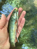 Brookie3 Jul 7 2018.JPG