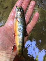 Brookie6 Jul 7 2018.jpg