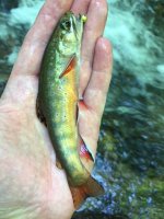 Brookie8 Jul 7 2018.JPG