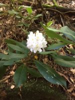 Mtn Laurel Jul 7 2018.JPG