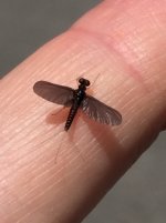Paraleptophlebia from Nesh Creek.jpg