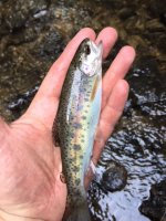 Porcupine Rainbow Jul 15 2018.JPG