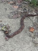 Snake.jpg