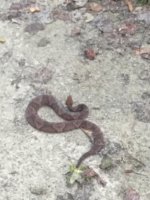 snake 2.jpg