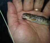 Lackawanna Slammer.jpg