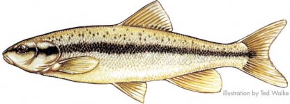 Blacknose Dace.jpg