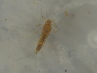 mystery nymph 1.jpg