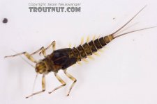 Baetis Nymph.jpg