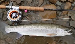 20190409_011227 (640x377) (500x295).jpg
